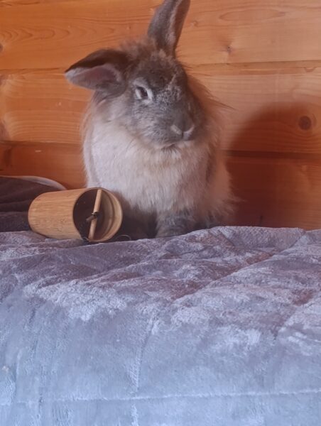 Ateliers auprès de l'animal