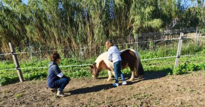 Stage " découvrir, ressentir" avec les poneys